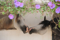 Zwei Vollblut-Araber, Hengste Portrait unter Blüten by Sabine Stuewer