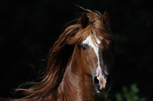 Welsh-pony-sabine-stuewer-tierfoto-363314