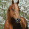 Quarter-horse-sabine-stuewer-tierfoto-283960