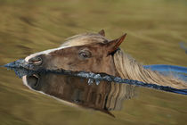 Schwimmendes Curly Horse von Sabine Stuewer