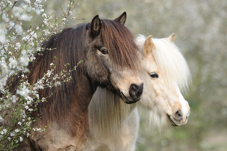 Icelandic-horse-sabine-stuewer-tierfoto-209855