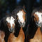 Welsh-pony-sabine-stuewer-tierfoto-746391