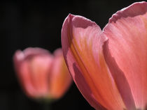 Tulpe - Tulipa von Christine Horn