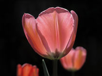 Tulpe - Tulipa II von Christine Horn