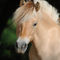 Nowegian-horse-sabine-stuewer-tierfoto-828391