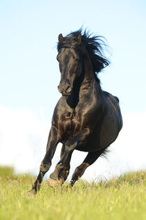 Morgan Horse Wallach im Galopp von Sabine Stuewer