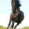 Morgan-horse-sabine-stuewer-tierfoto-390150