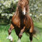 Welsh-pony-sabine-stuewer-tierfoto-963886