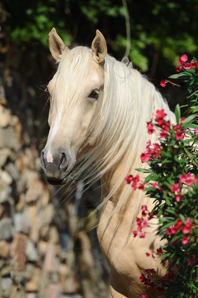 Curly-horse-sabine-stuewer-tierfoto-597929