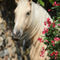 Curly-horse-sabine-stuewer-tierfoto-597929