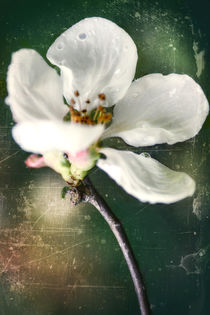 Spring in the orchard - Apple blossom von Chris Berger