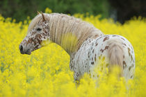 Curly Horse Hengst in Rapsfeld von Sabine Stuewer