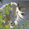 Curly-horse-sabine-stuewer-tierfoto-482788