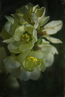 Spring in the ornamental garden - Quince blossom von Chris Berger