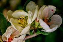 Spring time - quince blossom by Chris Berger