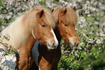 Icelandic-horse-sabine-stuewer-tierfoto-344663
