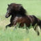Icelandic-horse-sabine-stuewer-tierfoto-168416