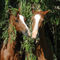 Welsh-pony-sabine-stuewer-tierfoto-993539