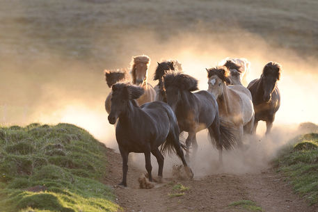 Icelandic-horse-sabine-stuewer-tierfoto-663400