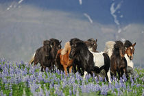 Isländer Herde in Bewegung in Lupinen auf Island von Sabine Stuewer