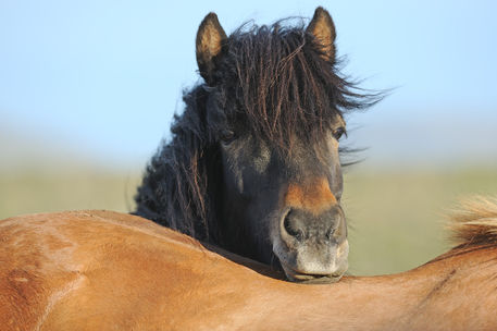 Icelandic-horse-sabine-stuewer-tierfoto-279334