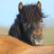 Icelandic-horse-sabine-stuewer-tierfoto-279334