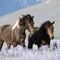 Icelandic-horse-sabine-stuewer-tierfoto-615953