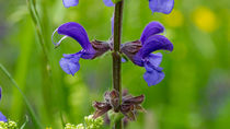 Blauen Blüten des Wiesensalbei auf einer Wiese by Ronald Nickel