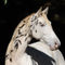 Tennessee-walking-horse-sabine-stuewer-tierfoto-265387