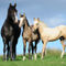 American-saddlebred-sabine-stuewer-tierfoto-142906