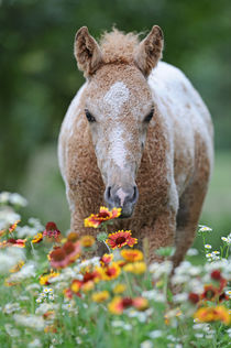 Curly Horse, Fohlen in Blumen von Sabine Stuewer