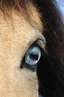 Islandpferd, Detail Auge von Sabine Stuewer