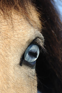 Icelandic-horse-sabine-stuewer-tierfoto-710422