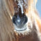 Horses-sabine-stuewer-tierfoto-566706