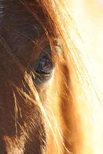 Pferd, Detail Auge von Sabine Stuewer