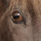 Horses-sabine-stuewer-tierfoto-549622