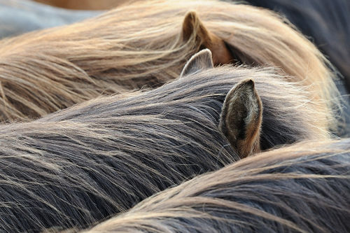 Icelandic-horse-sabine-stuewer-tierfoto-823331