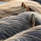 Icelandic-horse-sabine-stuewer-tierfoto-823331