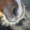 Horses-sabine-stuewer-tierfoto-855771