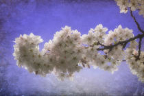 Spring Blossom by CHRISTINE LAKE