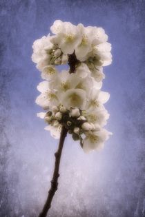 Spring Blossom 2 by CHRISTINE LAKE