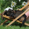 Wire-haired-dachshund-sabine-stuewer-tierfoto-288161