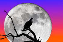 Vulture Silhouetted Against Supermoon by Graham Prentice