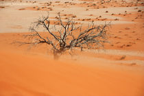 NAMIBIA ... Namib Desert Sandstorm von meleah