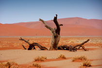 NAMIBIA ... Namib Desert Tree by meleah