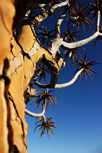 NAMIBIA ... Quiver Tree by meleah