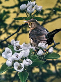 Blackbird - Spring is here von Chris Berger