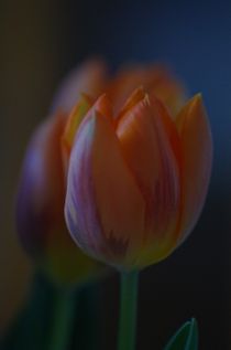Tulpe orange von atelier-kristen