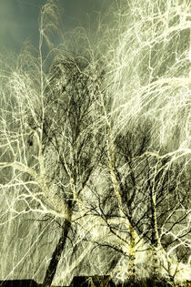 Stormy spring start at the birches von Chris Berger