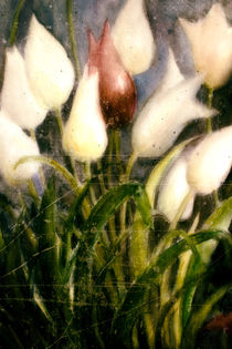 Tulpen - Die Rote unter Weißen by Chris Berger